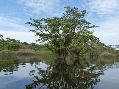 Macrolobium acaciifolium