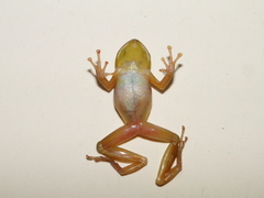 Pristimantis lacrimosus
