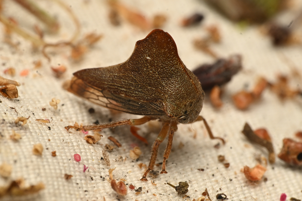 Telonaca ramona pasadena