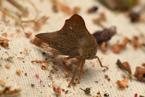 Telonaca ramona pasadena
