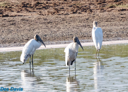 Wood Stork