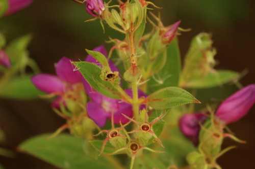 Rhynchanthera grandiflora, photograph 6