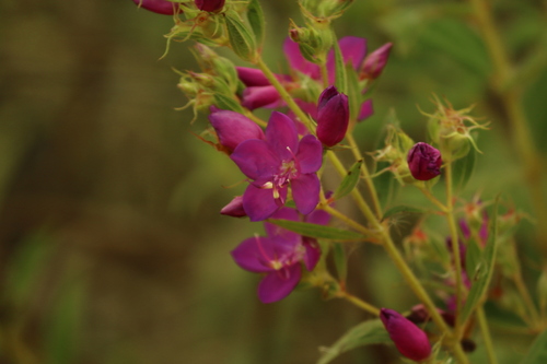 Rhynchanthera grandiflora, photograph 2