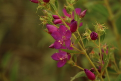 Rhynchanthera grandiflora, photograph (c) Wallace Carneiro Almeida, some rights reserved (CC BY-SA)