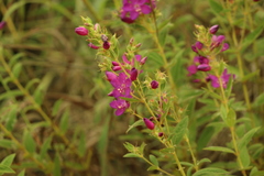 Rhynchanthera grandiflora, photograph (c) Wallace Carneiro Almeida, some rights reserved (CC BY-SA)