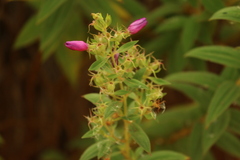 Rhynchanthera grandiflora