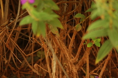Rhynchanthera grandiflora, photograph (c) Wallace Carneiro Almeida, some rights reserved (CC BY-SA)