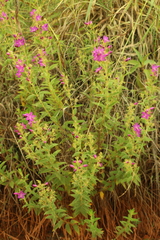Rhynchanthera grandiflora, photograph (c) Wallace Carneiro Almeida, some rights reserved (CC BY-SA)