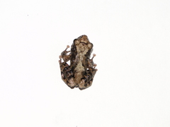 Pristimantis ventrimarmoratus