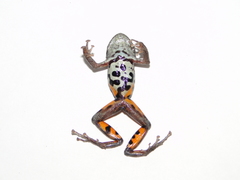 Pristimantis ventrimarmoratus