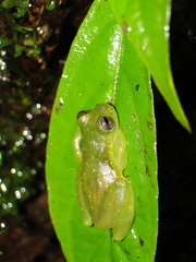 Rulyrana flavopunctata