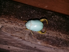 Macropoidelimus mniszechi