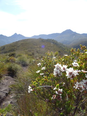 Leptospermum nitidum