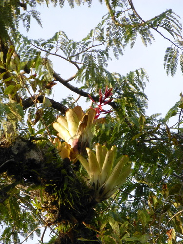 Aechmea romeroi