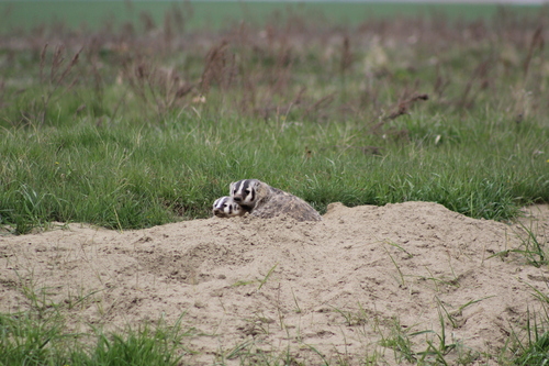American Badger photographed in North Dakota