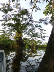 Macrolobium acaciifolium