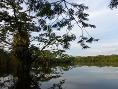 Macrolobium acaciifolium