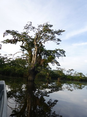 Macrolobium acaciifolium