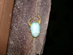 Macropoidelimus mniszechi