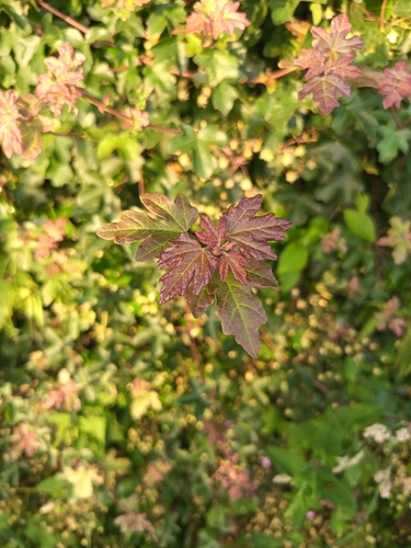 field maple