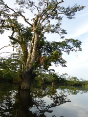 Macrolobium acaciifolium