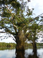 Macrolobium acaciifolium