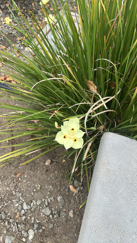 Yellow Fortnight Lily