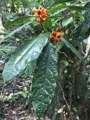 Pittosporum rubiginosum