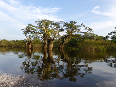 Macrolobium acaciifolium
