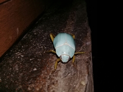 Macropoidelimus mniszechi