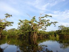 Macrolobium acaciifolium