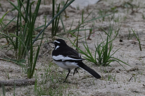 iNaturalist image