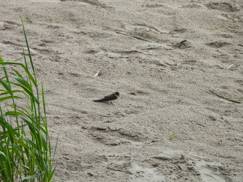 Bank Swallow