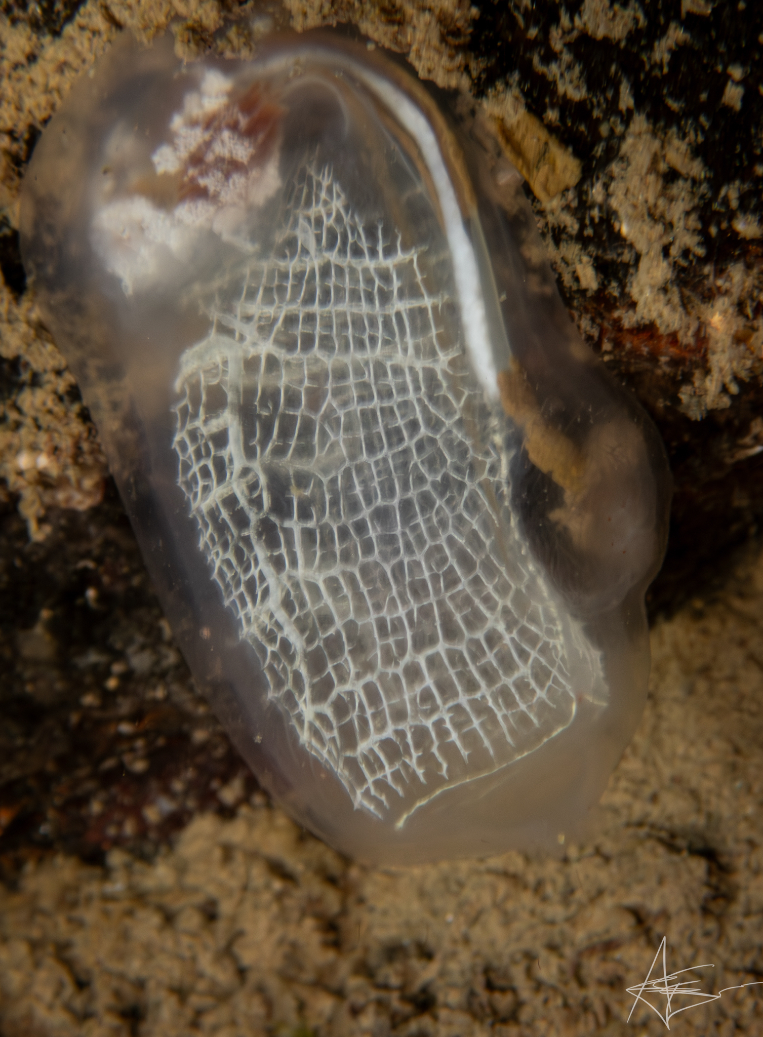 Corella parallelogramma (Müller, 1776)