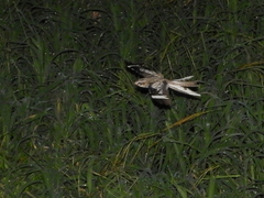Hydropsalis climacocerca