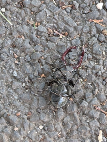 European Stag Beetle