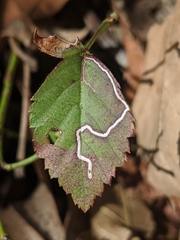Stigmella villosella