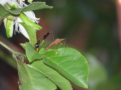 Diactor bilineatus