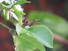 Diactor bilineatus
