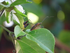 Diactor bilineatus