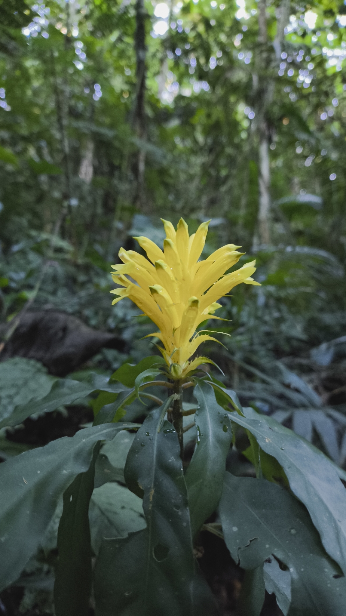 Aphelandra chamissoniana Nees