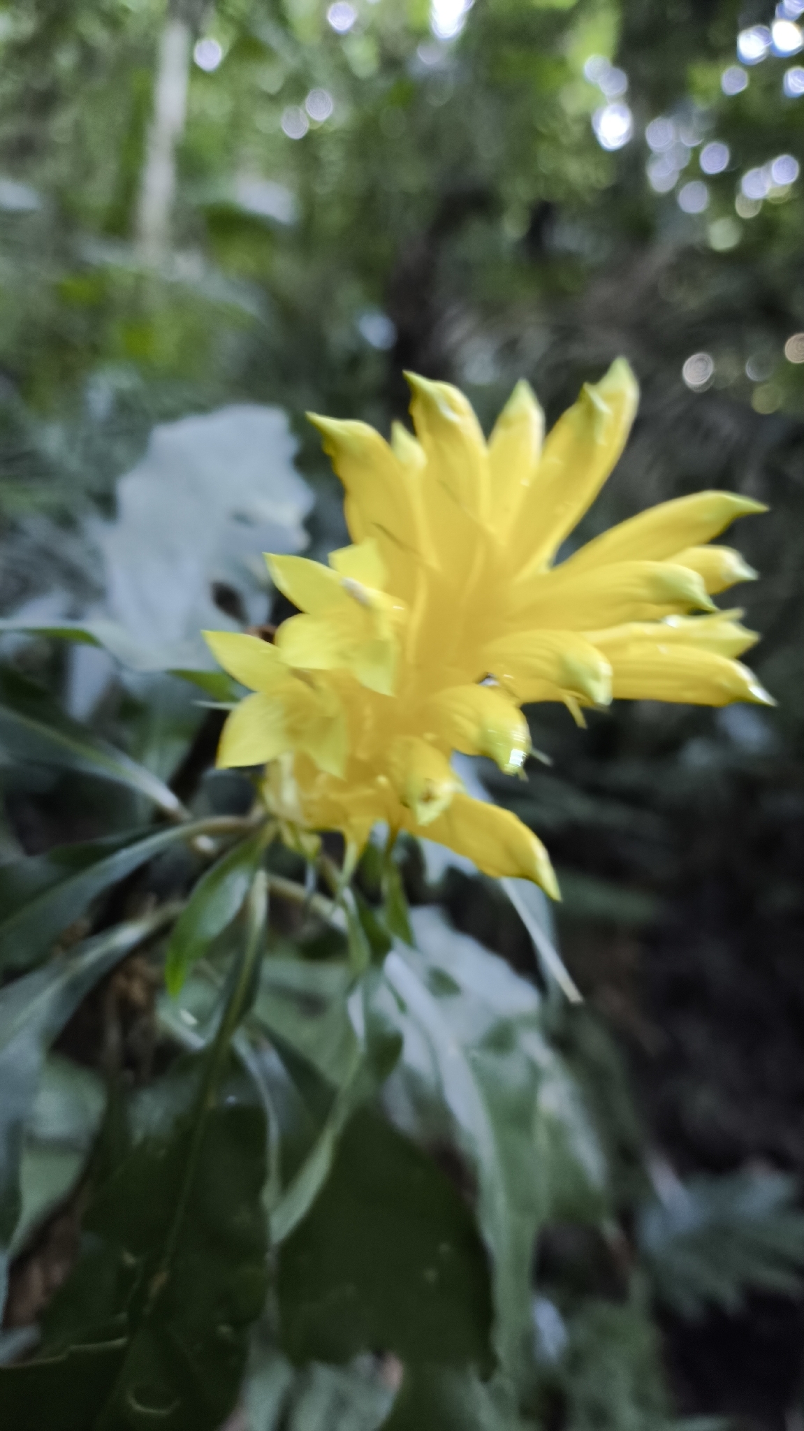 Aphelandra chamissoniana Nees 2
