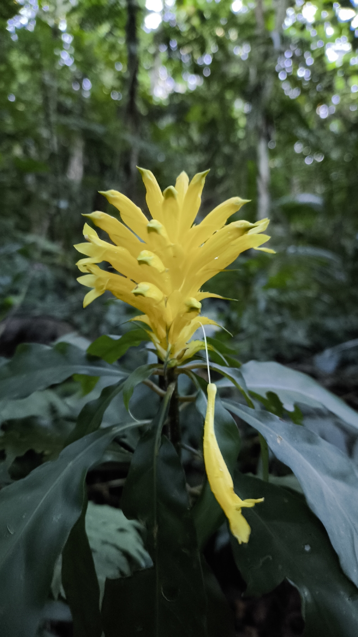 Aphelandra chamissoniana Nees 3