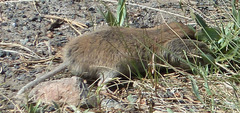 Northern Pocket Gopher photo 4