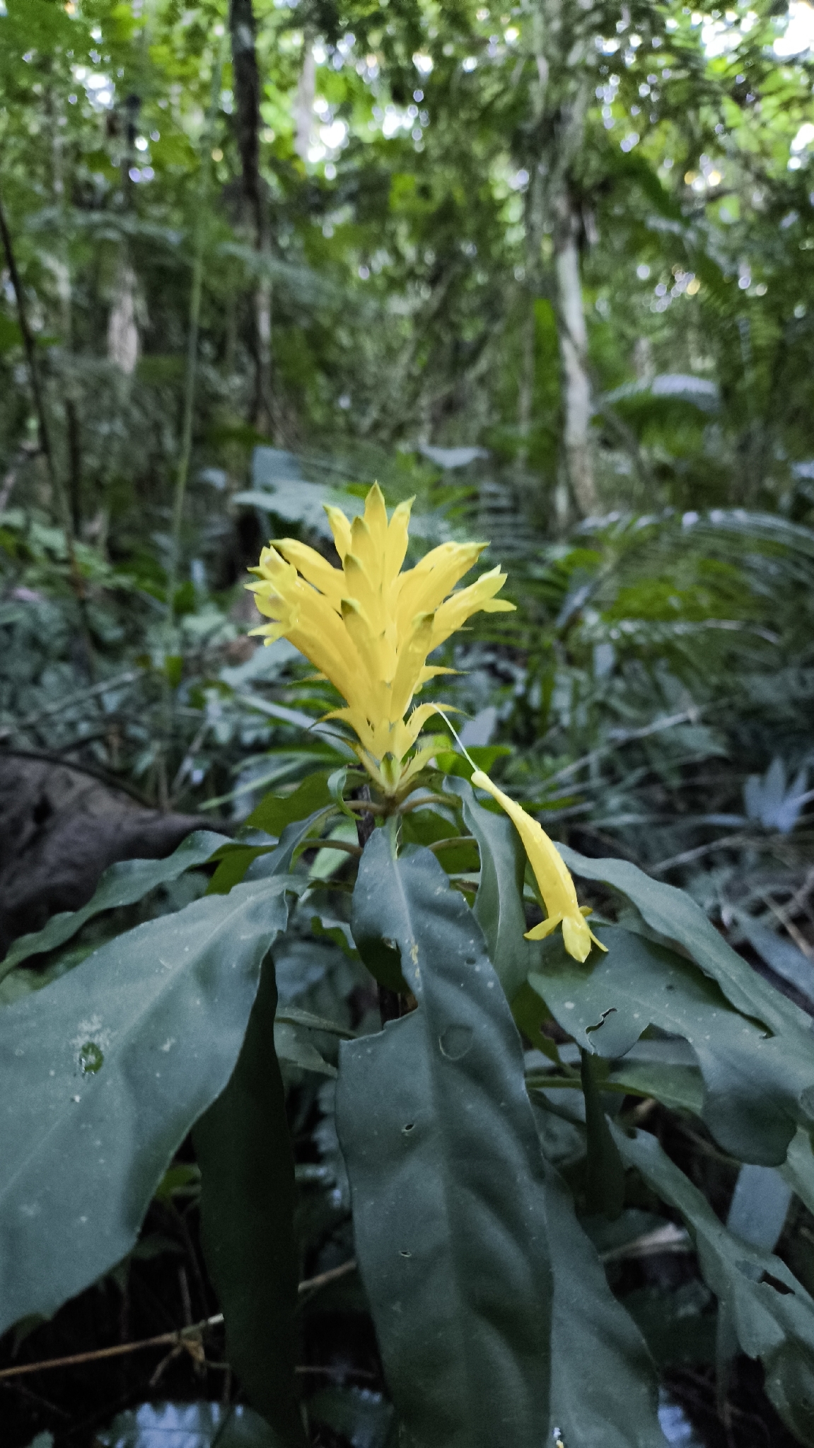 Aphelandra chamissoniana Nees 4