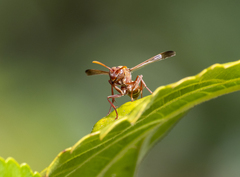 Polistes badius