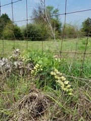 Baptisia bracteata leucophaea