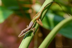 Anolis hendersoni