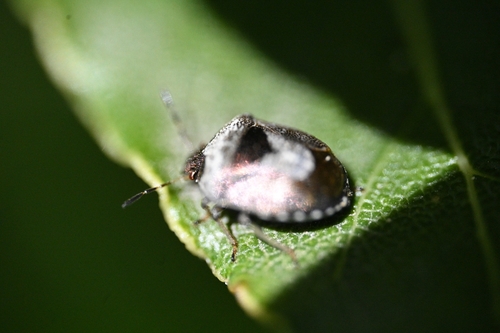 Woundwort Shield Bug
