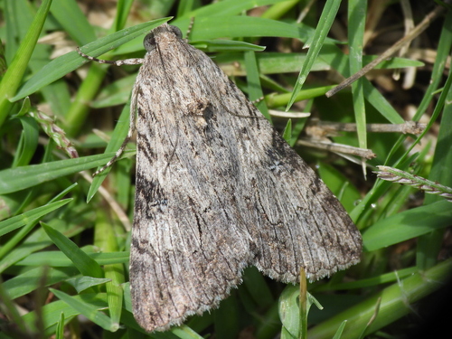 Merry Graphic Moth photo 6